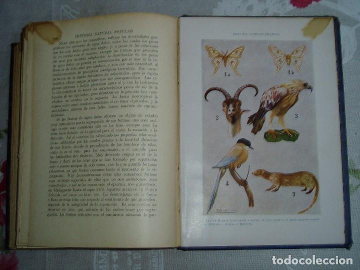 Libros antiguos: Libro la Historia Natural de Sopena 1935 - Foto 27