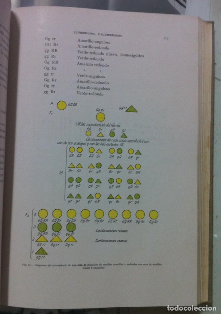 Libros antiguos: Kronacher. Elementos de zoot&eacute;cnia. 1937 - Foto 2