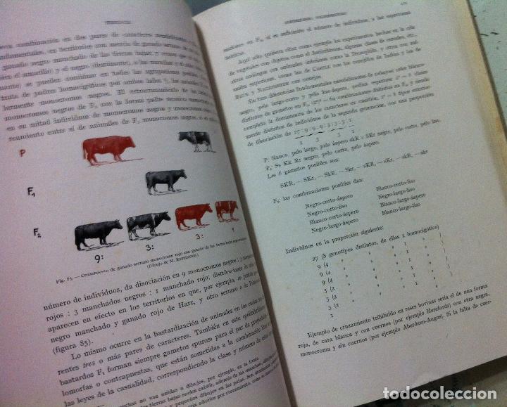 Libros antiguos: Kronacher. Elementos de zoot&eacute;cnia. 1937 - Foto 3