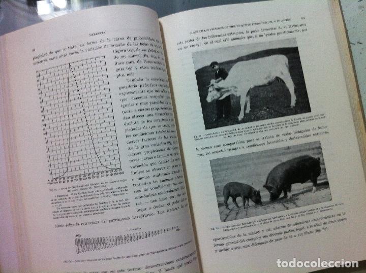 Libros antiguos: Kronacher. Elementos de zoot&eacute;cnia. 1937 - Foto 4