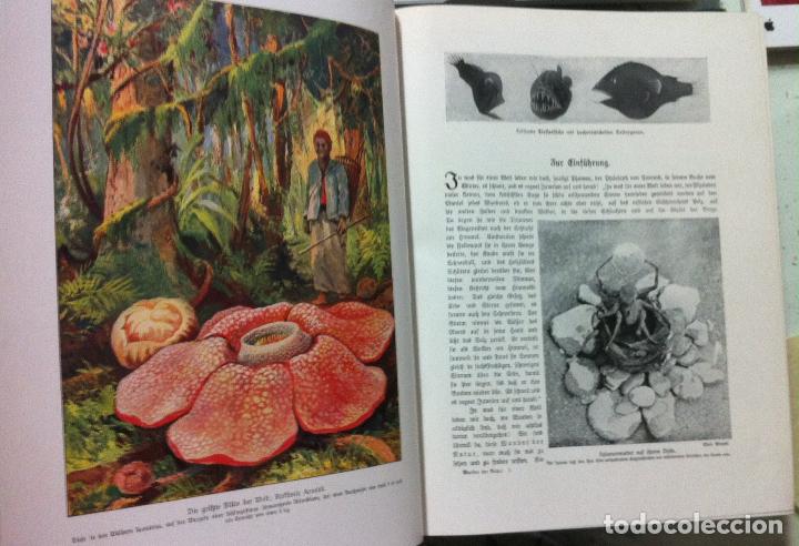 Libros antiguos: Die Wunder der Natur. 1912 - Foto 5