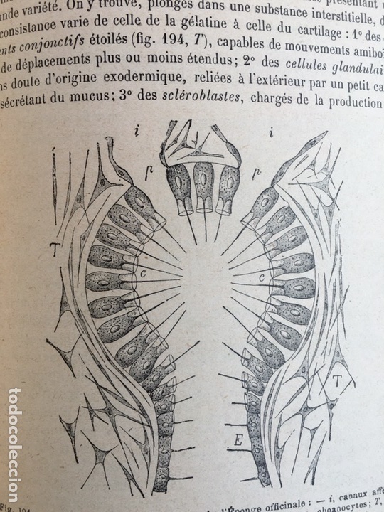 Libros antiguos: Zoologie R&eacute;my Perrier - Foto 7