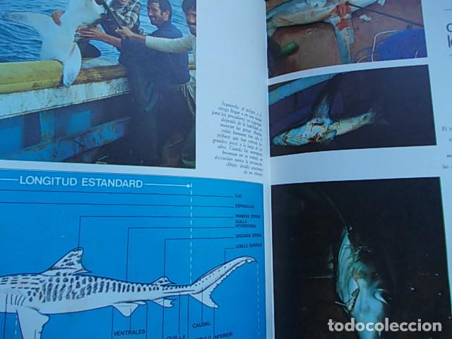 Libros antiguos: Tiburones y grandes peces - Foto 2