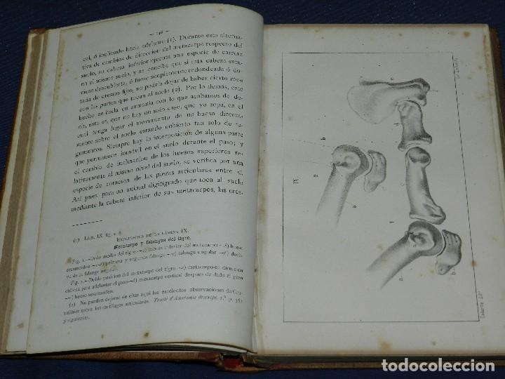 Libros antiguos: (MF) RCR - LA TEORIA DARWINIANA Y LA CREACION LLAMADA INDEPENDIENTE CHARLES DARWIN 1878 - Foto 2 - 109258147