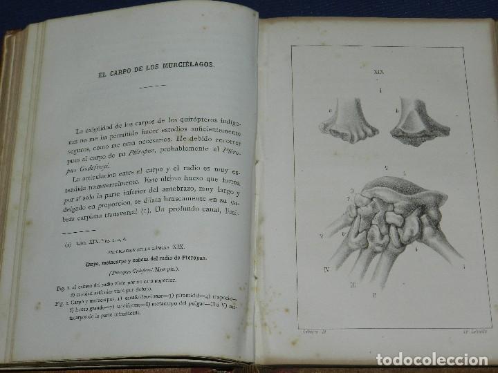 Libros antiguos: (MF) RCR - LA TEORIA DARWINIANA Y LA CREACION LLAMADA INDEPENDIENTE CHARLES DARWIN 1878 - Foto 3 - 109258147