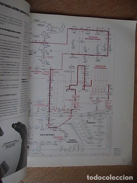 Libros antiguos: Una ojeada al metabolismo. - Foto 2