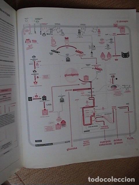 Libros antiguos: Una ojeada al metabolismo. - Foto 4