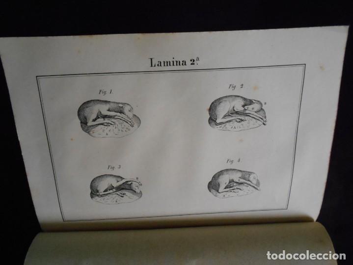 Libros antiguos: libro tratado del ganado lanar estudio de sus razas1858 - Foto 3