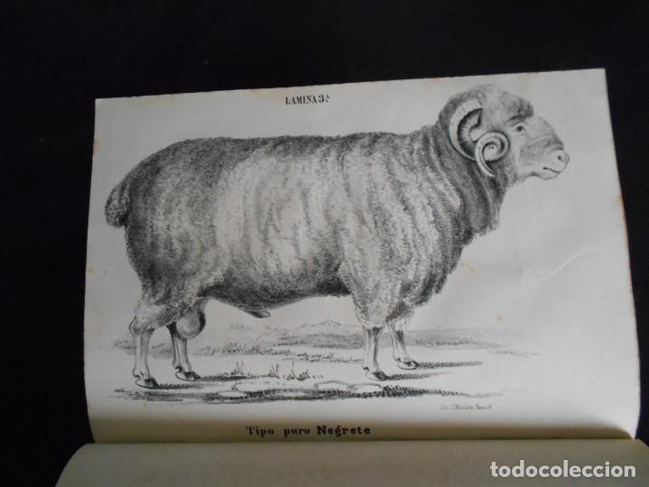 Libros antiguos: libro tratado del ganado lanar estudio de sus razas1858 - Foto 4