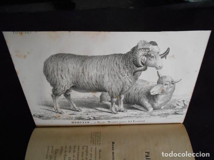 Libros antiguos: libro tratado del ganado lanar estudio de sus razas1858 - Foto 5