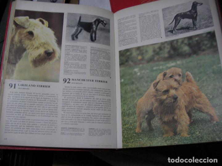 Libros antiguos: ENCICLOPEDIA CANINA - DOS TOMOS - Foto 2