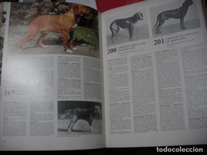Libros antiguos: ENCICLOPEDIA CANINA - DOS TOMOS - Foto 3