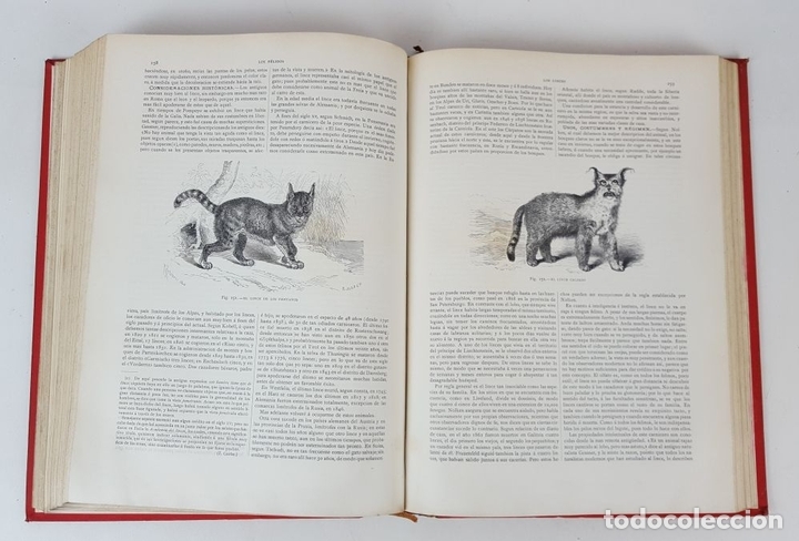 Libros antiguos: LA CREACIÓN. HISTORIA NATURAL. ZOOLOGÍA Ó REINO ANIMAL. 6 TOMOS. 1880/1885. - Foto 6 - 138109022