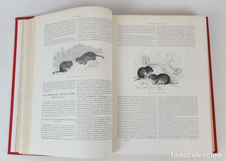 Libros antiguos: LA CREACIÓN. HISTORIA NATURAL. ZOOLOGÍA Ó REINO ANIMAL. 6 TOMOS. 1880/1885. - Foto 9 - 138109022