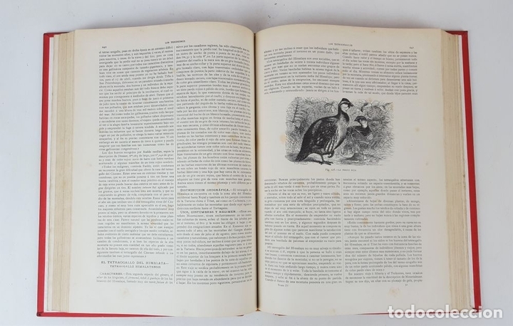 Libros antiguos: LA CREACIÓN. HISTORIA NATURAL. ZOOLOGÍA Ó REINO ANIMAL. 6 TOMOS. 1880/1885. - Foto 13 - 138109022