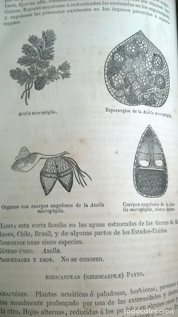 Libros antiguos: Curso de Bot&aacute;nica - 1871 - Foto 5