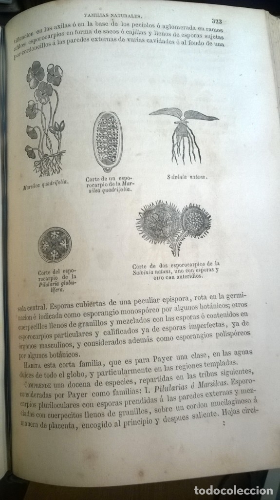 Libros antiguos: Curso de Bot&aacute;nica - 1871 - Foto 6