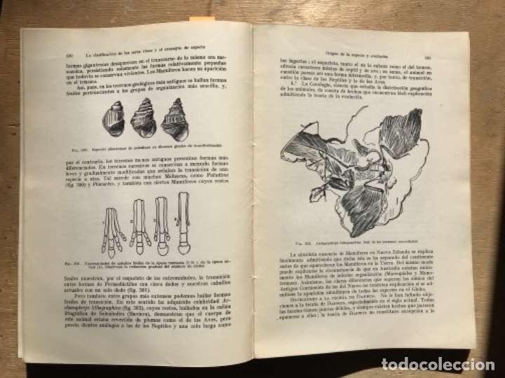 Libros antiguos: COMPENDIO DE BIOLOG&Iacute;A. UMBERTO PERIANTONI. - Foto 8