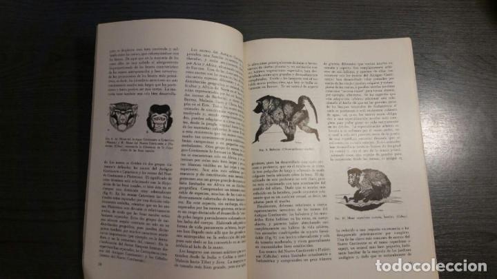 Libros antiguos: Historia de los Primates - Foto 2