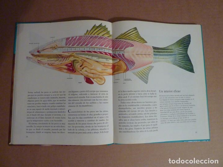 Libros antiguos: LIFE COLECCI&Oacute;N POPULAR LOS PECES. A&Ntilde;O 1969. - Foto 4