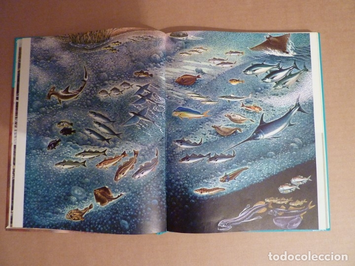 Libros antiguos: LIFE COLECCI&Oacute;N POPULAR LOS PECES. A&Ntilde;O 1969. - Foto 2