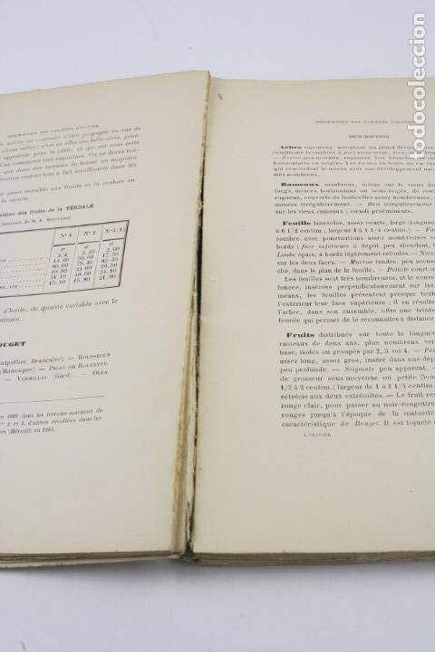 Libros antiguos: Lolivier, L. Degrully, 1907, Paris, Montpellier. 29x20cm - Foto 5 - 153947422