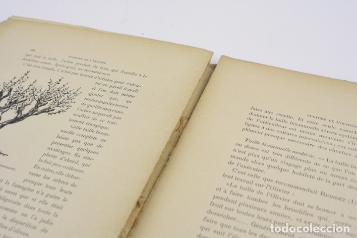Libros antiguos: Lolivier, L. Degrully, 1907, Paris, Montpellier. 29x20cm - Foto 6 - 153947422