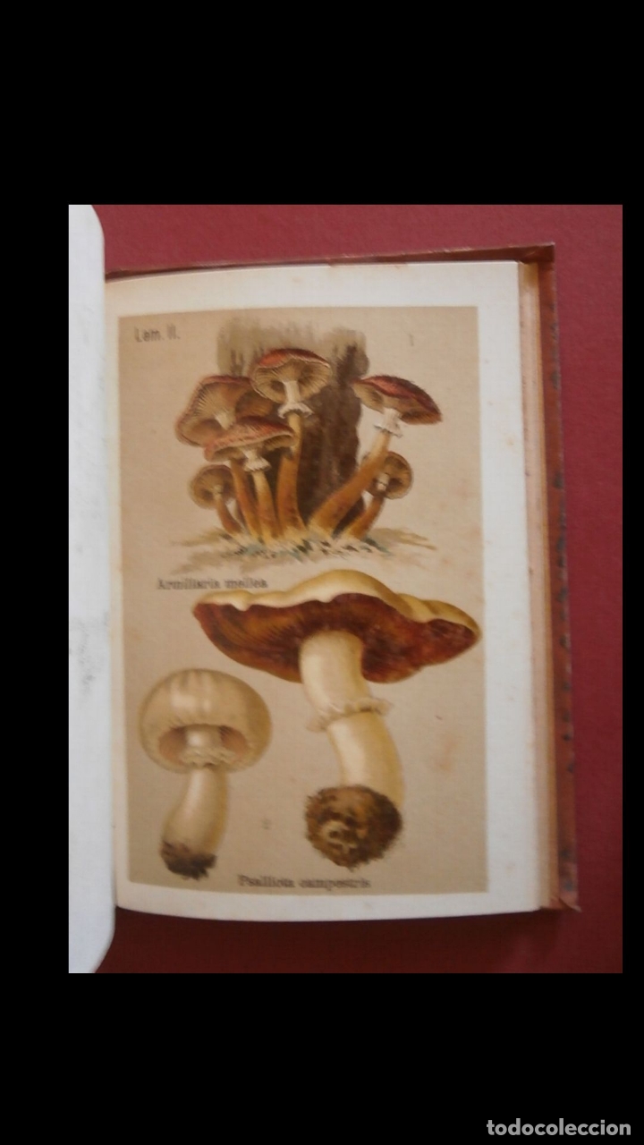 Libros antiguos: Hongos comestibles y venenosos . Blas L&aacute;zaro &eacute; Ibiza - Foto 2