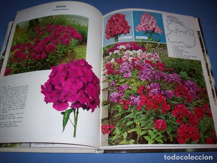 Libros antiguos: plantas vivaces - Foto 2