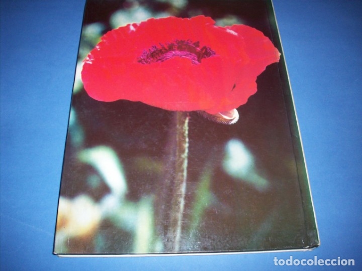 Libros antiguos: plantas vivaces - Foto 3