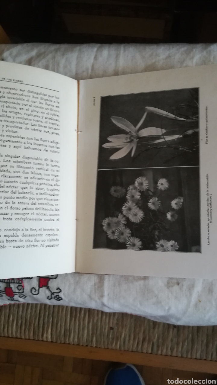 Libros antiguos: La vida de las flores, libro de 1922 - Foto 5