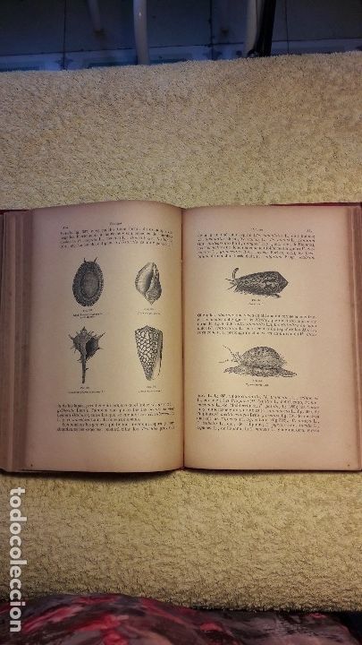 Libros antiguos: Zoolog&iacute;a    de Od&oacute;n de Buen       a&ntilde;o 1895 - Foto 4