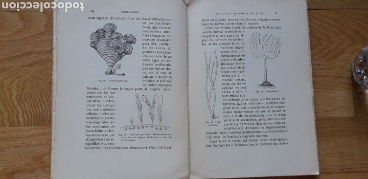 Libros antiguos: LA VIDA EN EL MAR , ENRRIQUE RIOJA , - Foto 3