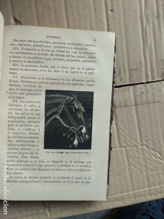 Libros antiguos: J. Monlau: PROGRAMA de un CURSO DE HISTORIA NATURAl 1883 - Foto 3