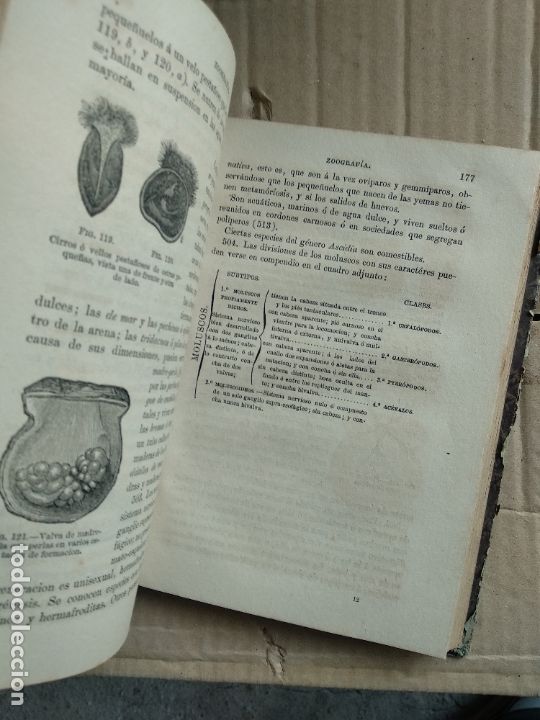 Libros antiguos: J. Monlau: PROGRAMA de un CURSO DE HISTORIA NATURAl 1883 - Foto 4