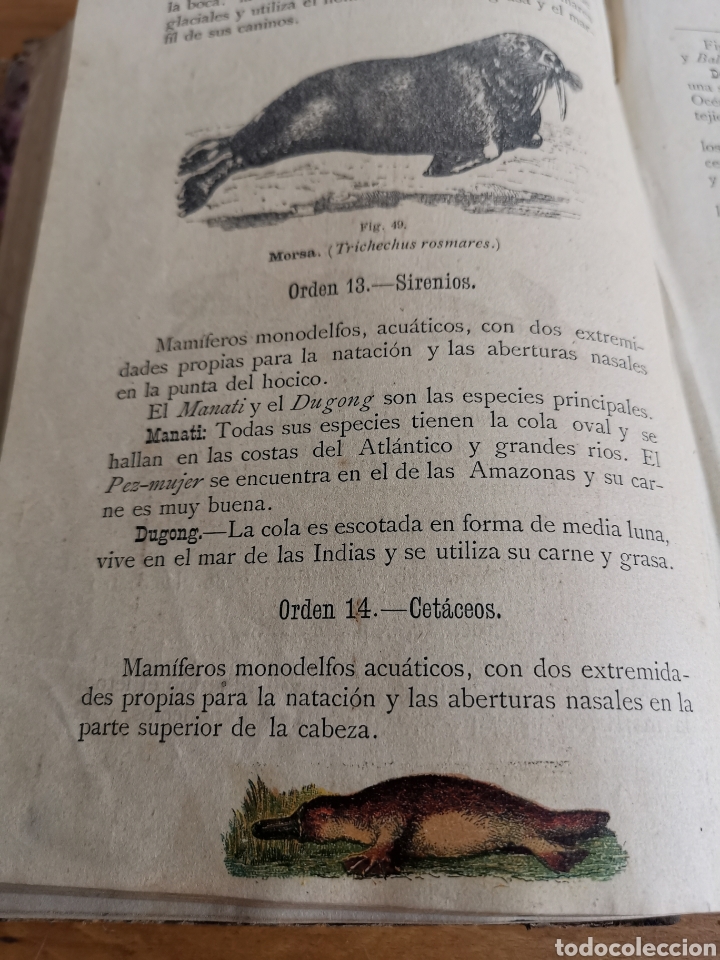 Libros antiguos: Libro Elementos de Historia Natural de 1887. Manuel D&iacute;az de Arcaya - Foto 6