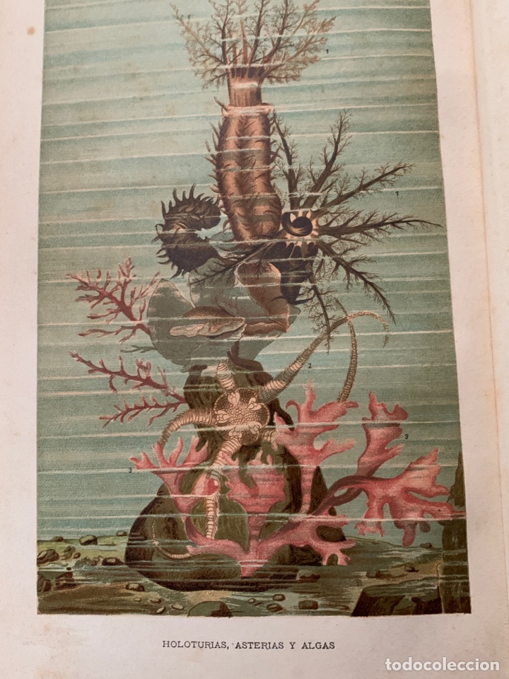 Libros antiguos: L- Los Misterios del Mar, MDCCCXCI - Foto 4