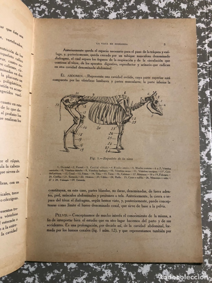 Libros antiguos: La vaca lechera , Santos Ar&aacute;n. Sevilla 1914 - Foto 2