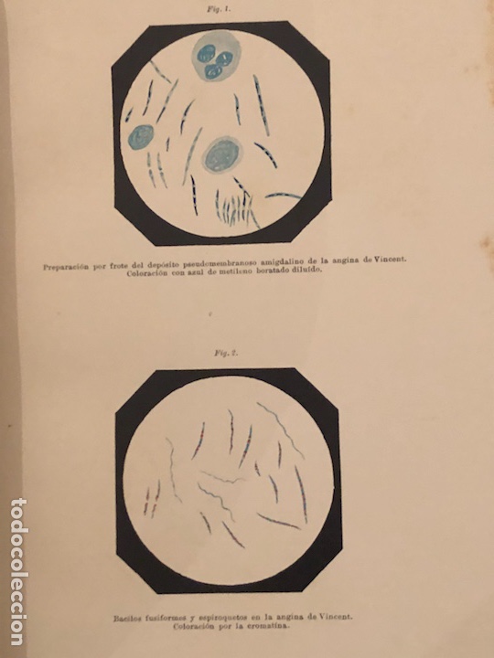 Libros antiguos: Libro bacteriolog&iacute;a experimental 1929 - Foto 6