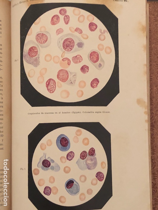 Libros antiguos: Libro bacteriolog&iacute;a experimental 1929 - Foto 9