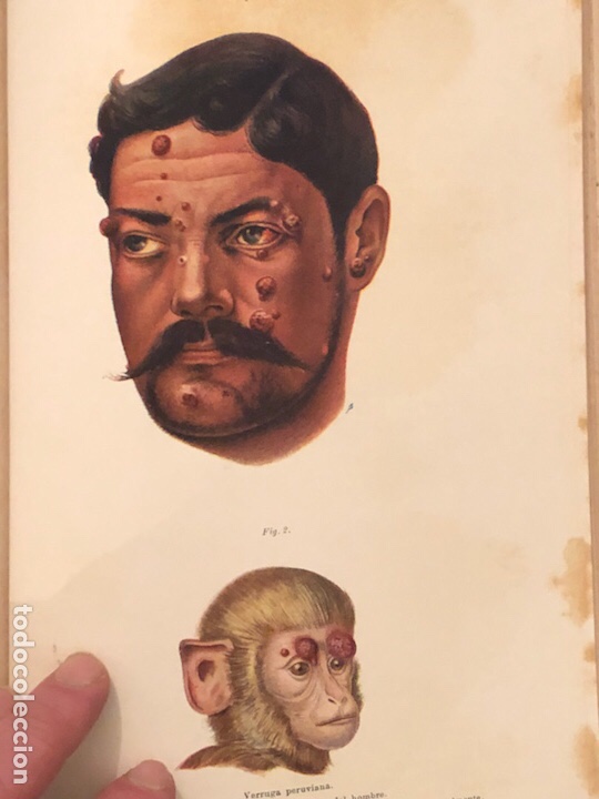 Libros antiguos: Libro bacteriolog&iacute;a experimental 1929 - Foto 11