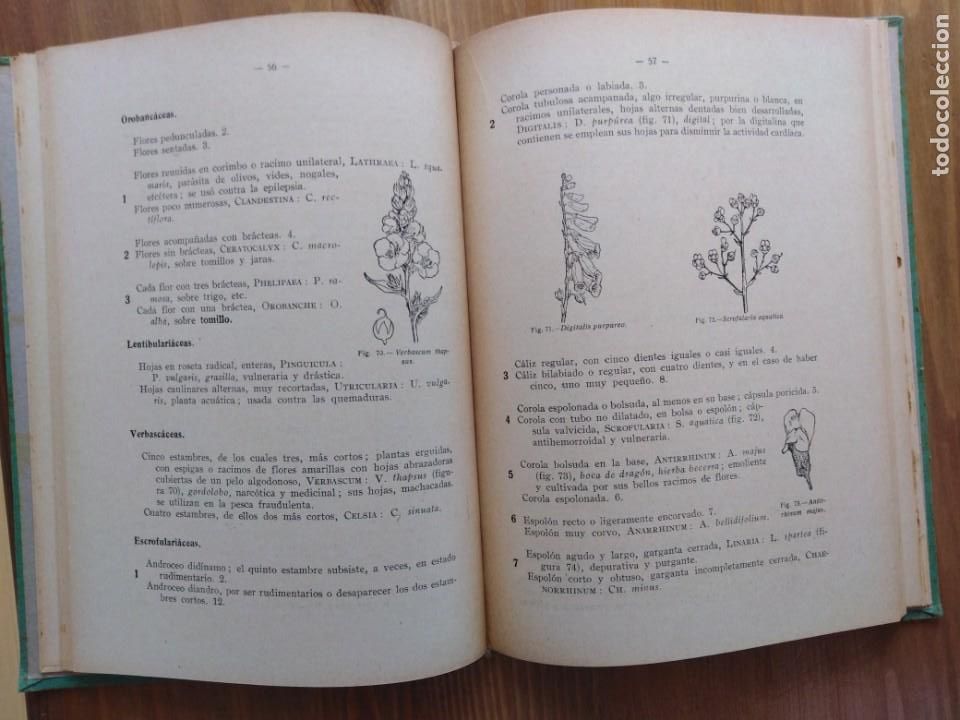 Libros antiguos: Introducci&oacute;n al conocimientos de la Flora de Espa&ntilde;a. Celso Ar&eacute;valo - Foto 2