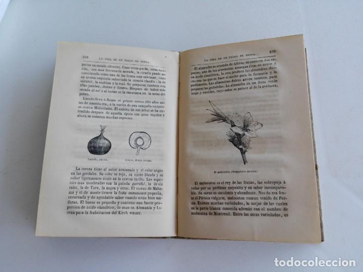 Libros antiguos: La vida de un tallo de yerba 1880 - Foto 4