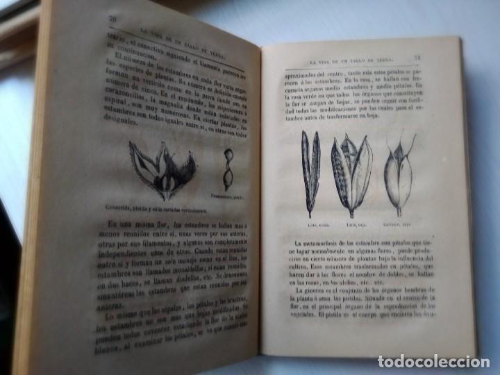 Libros antiguos: La vida de un tallo de yerba 1880 - Foto 5