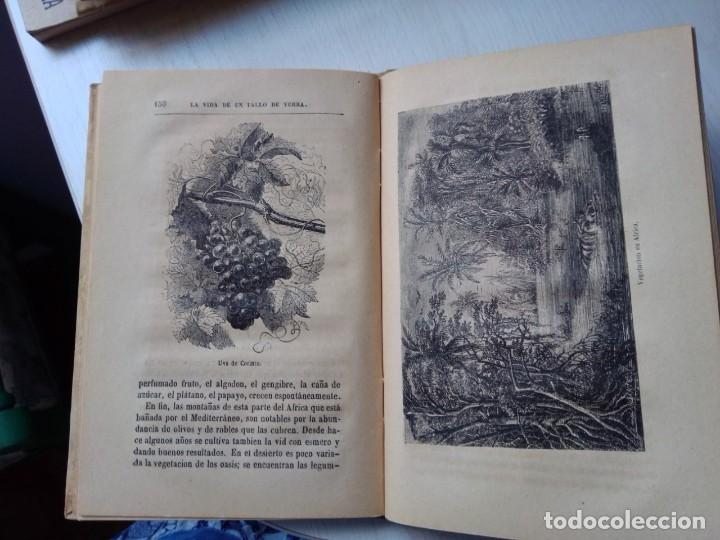 Libros antiguos: La vida de un tallo de yerba 1880 - Foto 6
