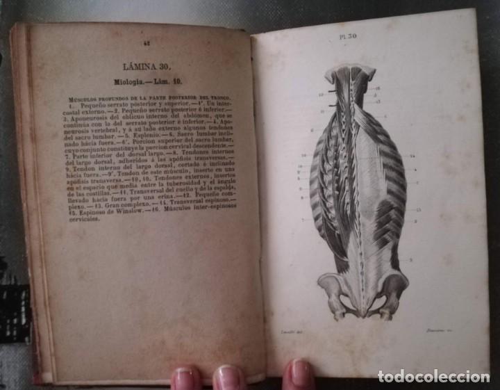 Libros antiguos: ANATOM&Iacute;A DESCRIPTIVA DEL CUERPO HUMANO. 1870. - Foto 3