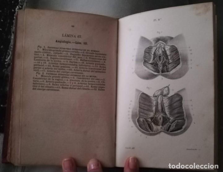 Libros antiguos: ANATOM&Iacute;A DESCRIPTIVA DEL CUERPO HUMANO. 1870. - Foto 4