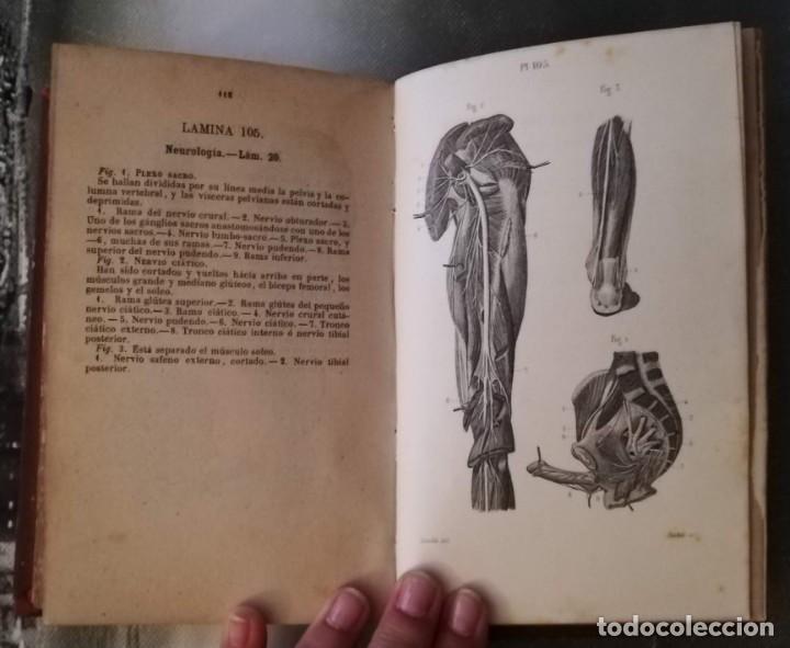 Libros antiguos: ANATOM&Iacute;A DESCRIPTIVA DEL CUERPO HUMANO. 1870. - Foto 5