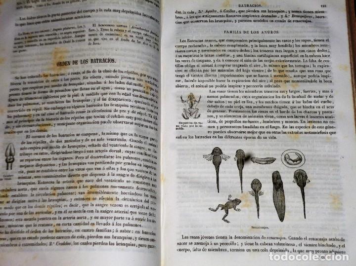 Libros antiguos: MUSEO DE HISTORIA NATURAL. - Foto 4