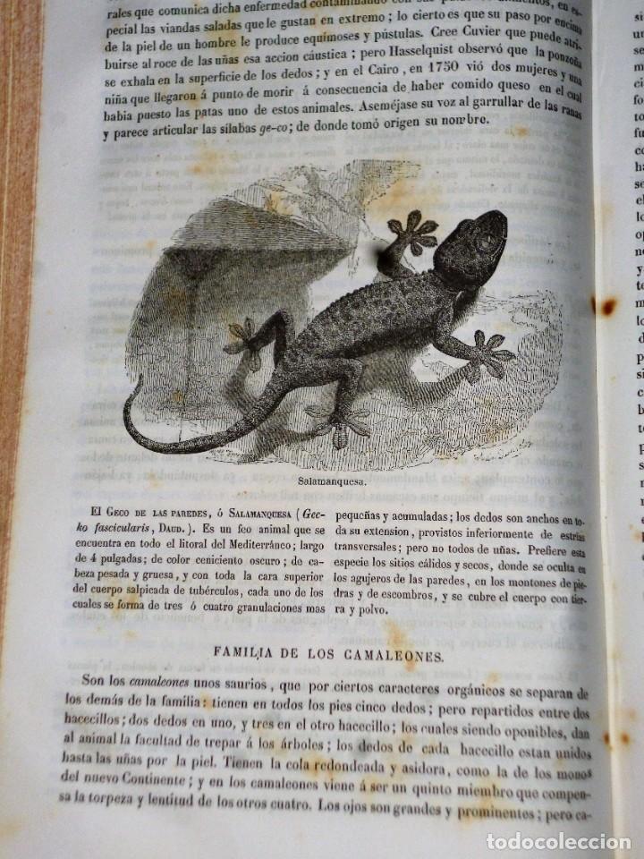 Libros antiguos: MUSEO DE HISTORIA NATURAL. - Foto 5